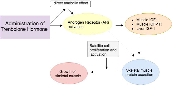 Administration of Trenbolone