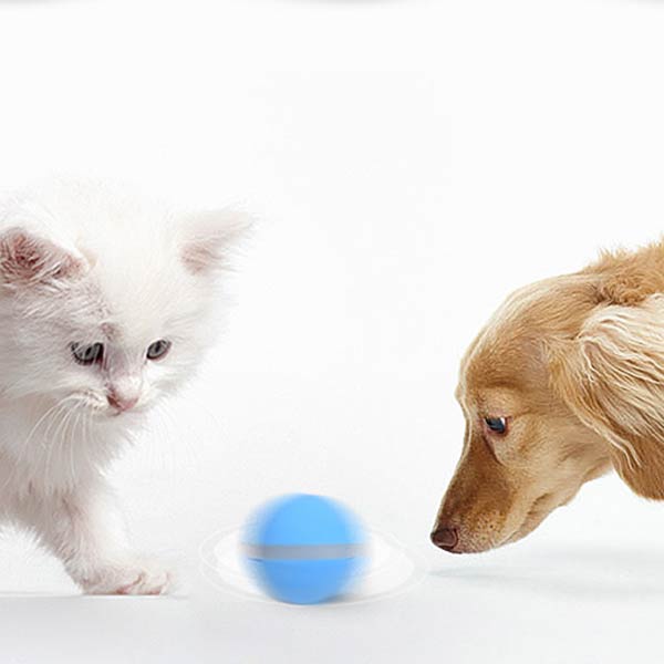 cat and dog playing