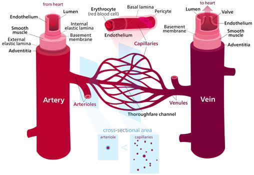 blood vessels