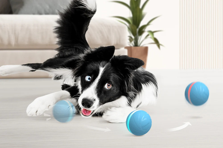 dog play with wicked ball