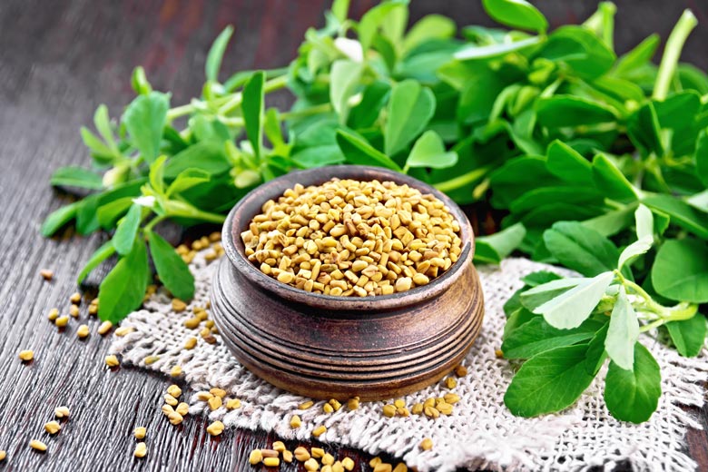 Fenugreek
