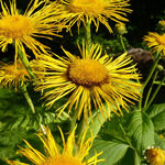 Inulin  