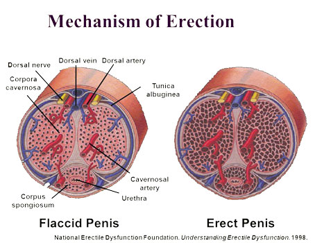 mechanism of erection