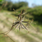 Tribulus